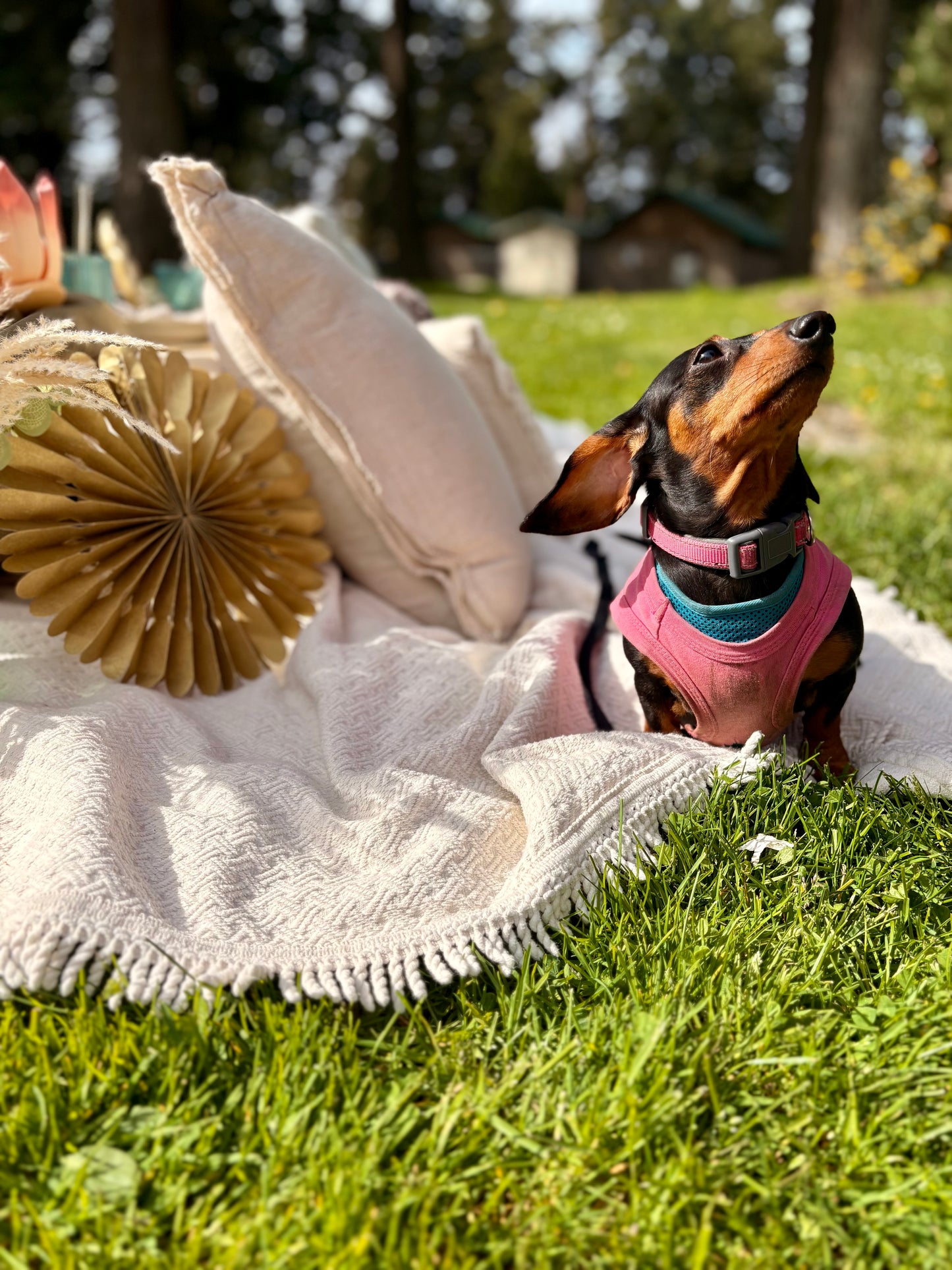Boutique Picnic, Premium